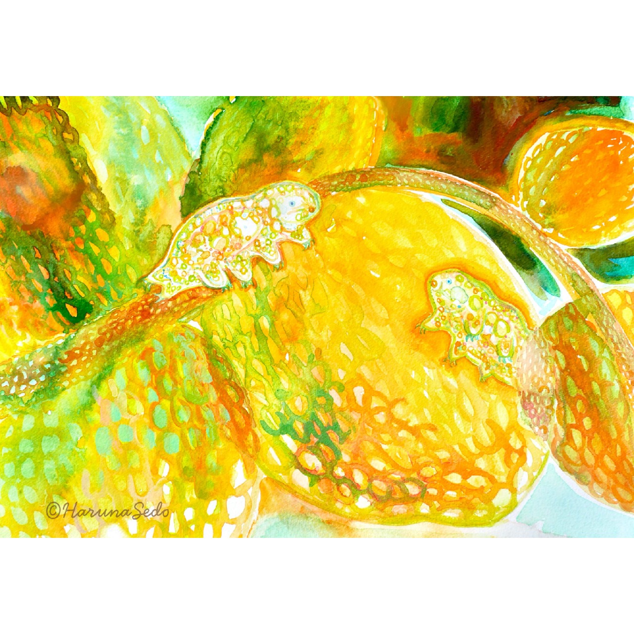 クマムシライフ